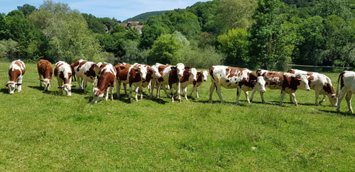 Vaches dans l'herbe - Juras France